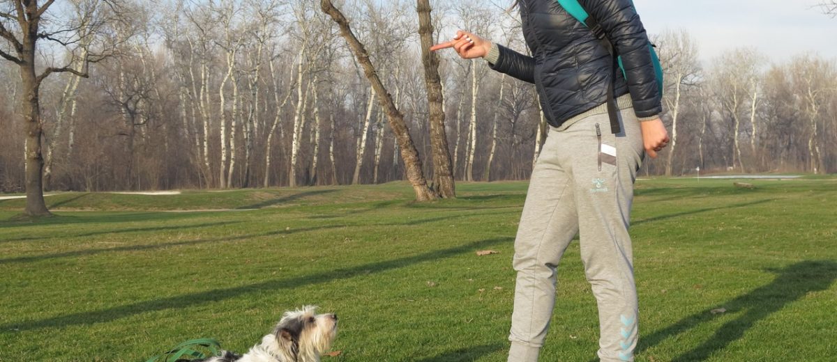 Treba li taj AUTORITET da se ima kad već hoću psa?