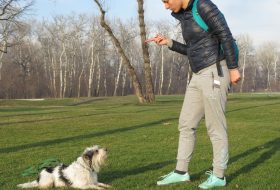 Treba li taj AUTORITET da se ima kad već hoću psa?