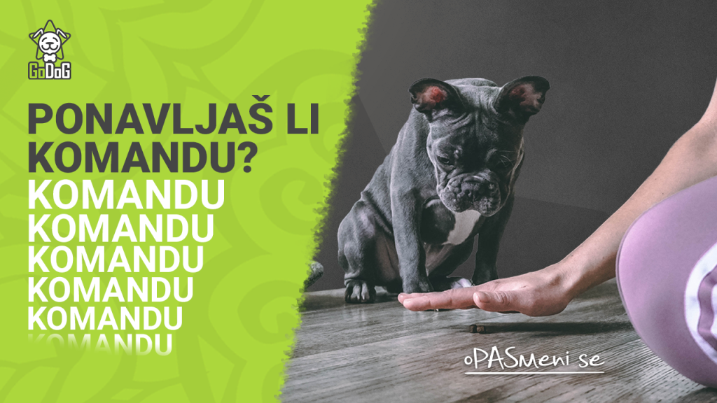 Da li stalno moraš da ponavljaš komandu svom psu?