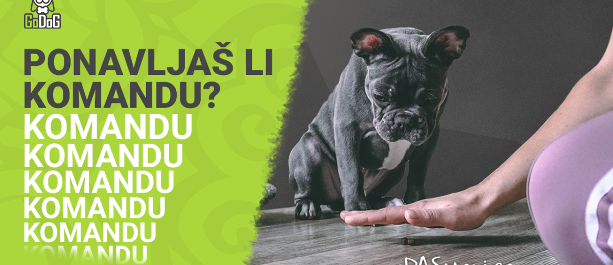 Da li stalno moraš da ponavljaš komandu svom psu?