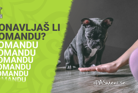 Da li stalno moraš da ponavljaš komandu svom psu?