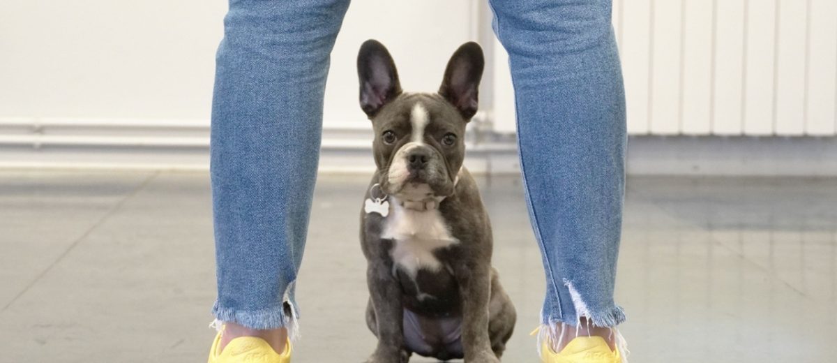 Ja ili pas – ko ide na dresuru?