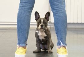 Ja ili pas – ko ide na dresuru?