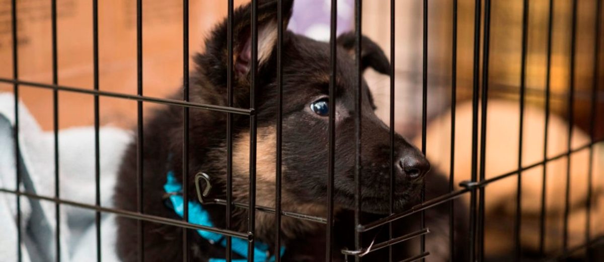 Kavez – mučenje ili odgovornost?