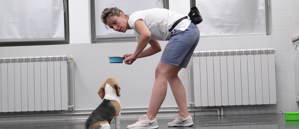 Koliko je zaista potrebna dresura?