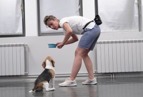 Koliko je zaista potrebna dresura?