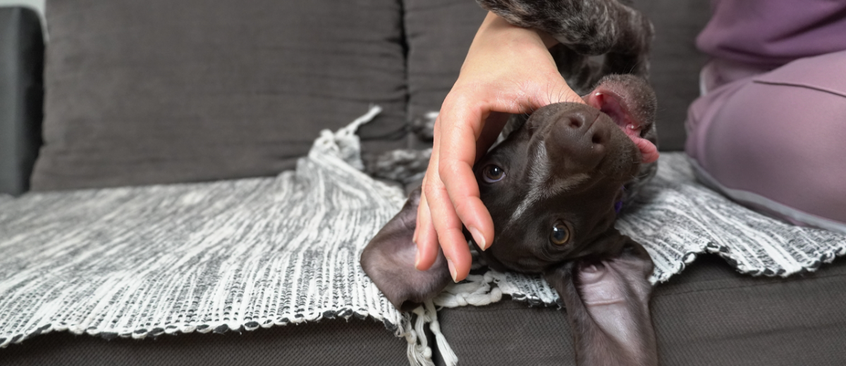 Grickanje kod šteneta: Normalno ponašanje ili problem?