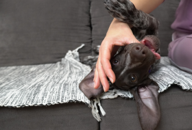 Grickanje kod šteneta: Normalno ponašanje ili problem?